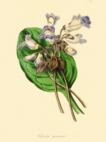 Chirita Sinensis