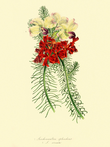 Leschenaultia Splendens