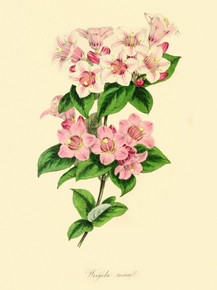 Weigela Rosea