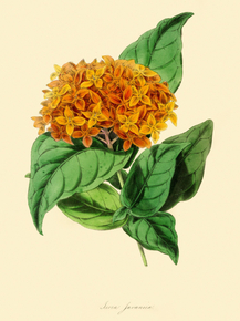Ixora Javanica
