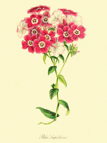 Phlox Leopoldiana