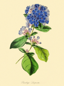 Plumbago Larpentae