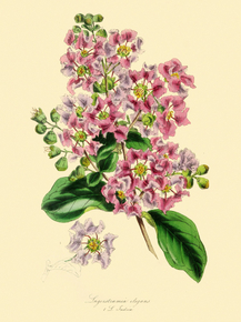 Lagerstrcemia Elegans
