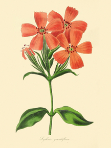Lychnis Grandiflora