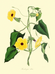 Thunbergia Alata
