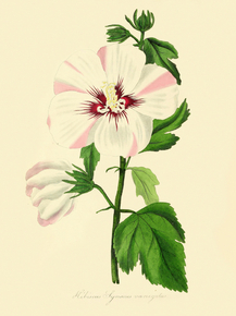 Hibiscus Syriacus Variegatus