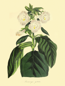 Sinningia Guttata