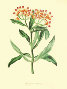 Asclepias Tuberosa