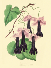 Rhodochiton Volubile