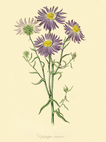 Diplopappus Incanus