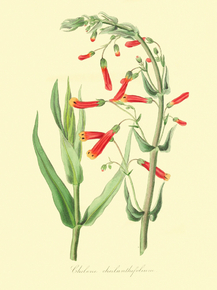 Chelone Centranthifolium
