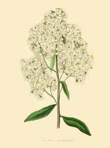Escallonia Montevidensis