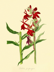 Lobelia Propinqua
