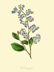 Ceanothus Azureus