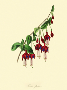 Fuchsia Globosa