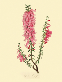 Epacris Impressa