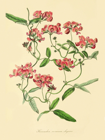 Kennedia Coccinea Elegans Kennedia Coccinea Elegans