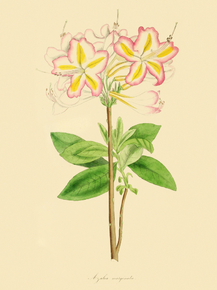Azalea Marginata