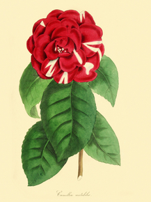 Camellia Mutabilis