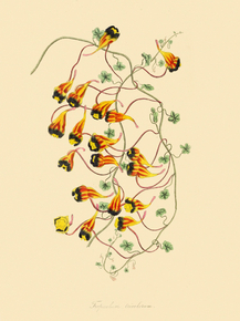 Tropaeolum Tricoloiium