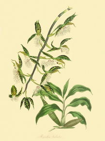 Myanthus Barbatus