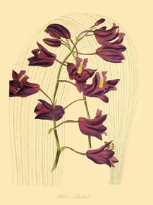 Bletia Shepherdii