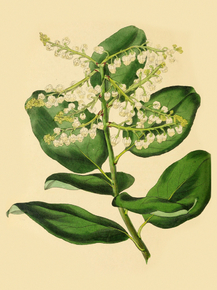 Arbutus Procera