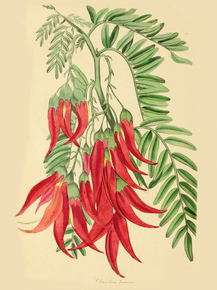 Clianthus Puniceus