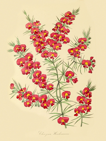 Chorizema Henchmannil