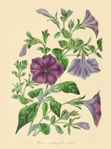 Petunia Nyctaginiflora Violacea