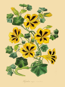 Tropceolum Majus Venustum
