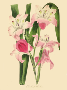 Gladiolus Pudibundus
