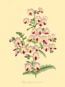 Schizanthus Pinnatus Humilis