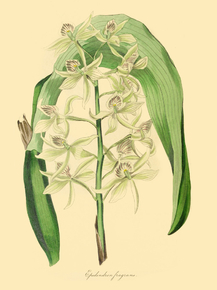 Epidendron Fragrans