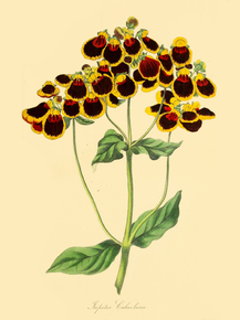 Calceolaria Corymbosa