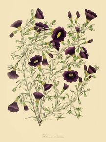 Petunia Linearis