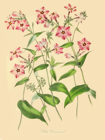 Phlox Drummondii