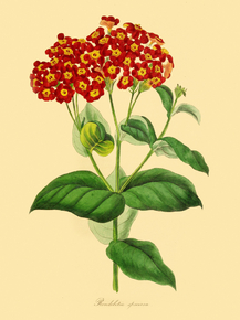Rondeletia Speciqsa Rondeletia Speciqsa
