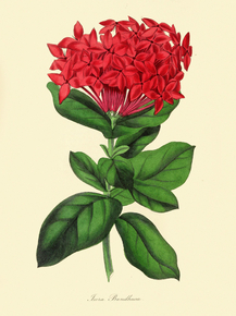 Ixora Bandhuca