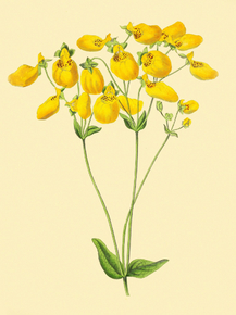 Calceolaria Hopeana
