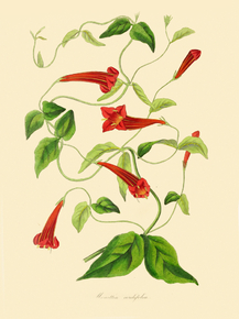 Manettia Cordifolia