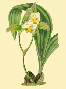 Maxillaria Deppei