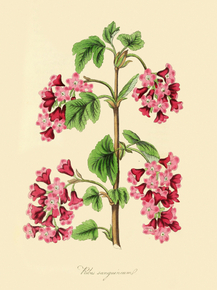 Ribes Sanguineum