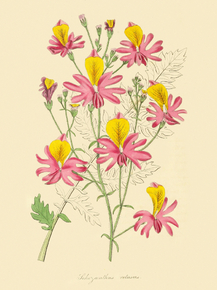 Schizanthus Retusus
