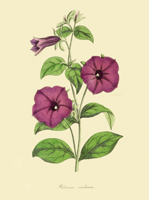 Petunia Violacea