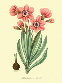 Streptanthera Cuprea