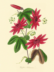 Passiflora Kermesina