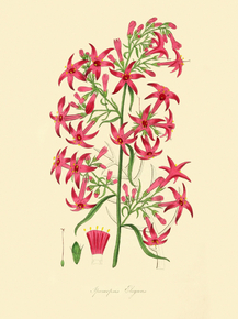 Ipomopsis Elegans