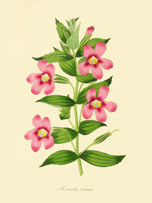 Mimulus Roseus