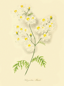 Schizanthus Priestii